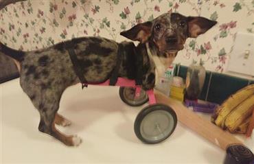 İki Bacaklı sosis köpek Bubbles, 3D printer sayesinde tekrar yürüyor.